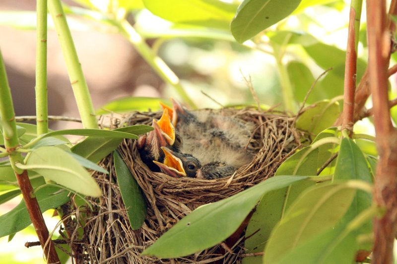 4 - Babies getting bigger on May 16